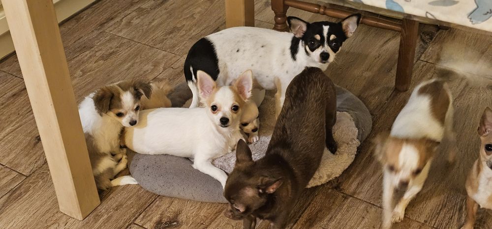 Gotowy do odbioru chihuahua Łążynek