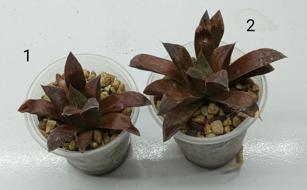 Хавортия (Haworthia  Chocolate)