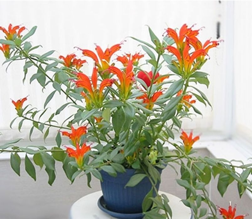 Есхінантус, молода рослина з квітами