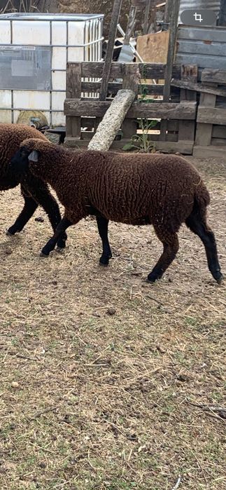 Animais borregos casal