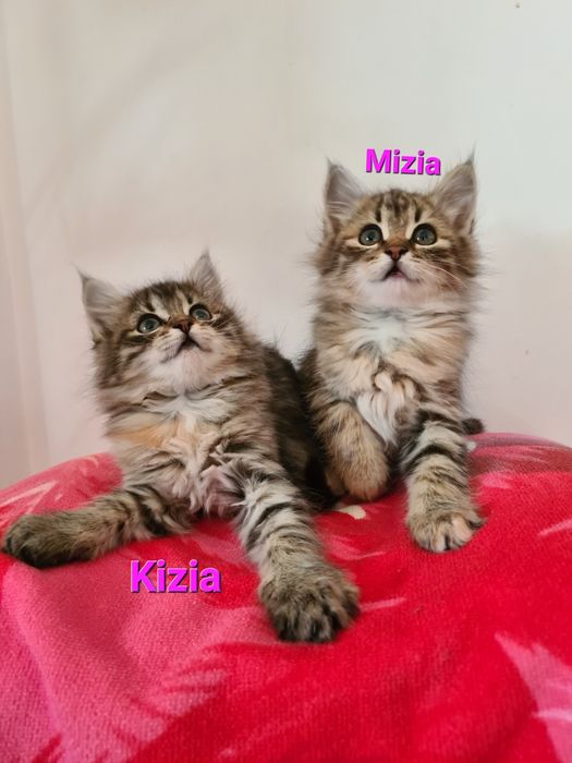 Kotki Maine Coon