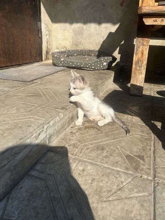 Кошенята / котики
