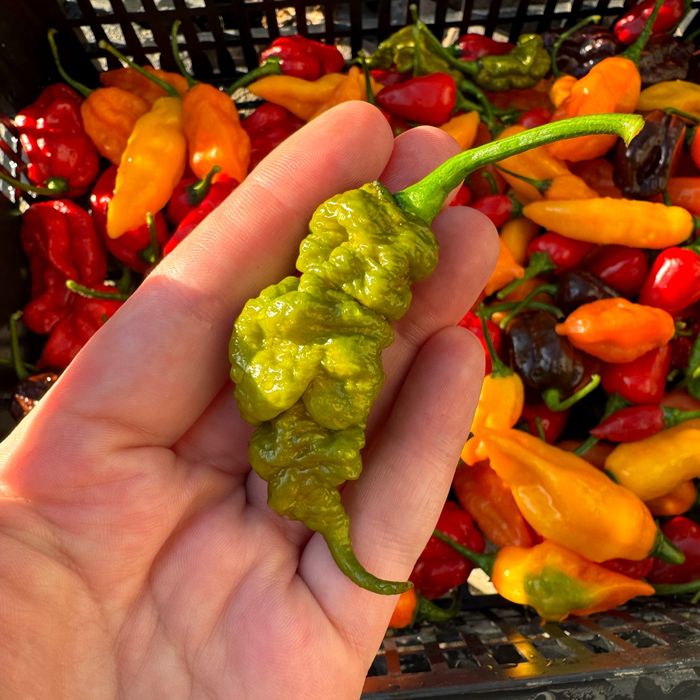 Гострий соус Подарунковий набір Дегустаційний острый  Carolina Reaper