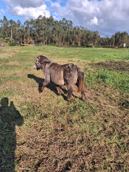 Pónei apaluso macho