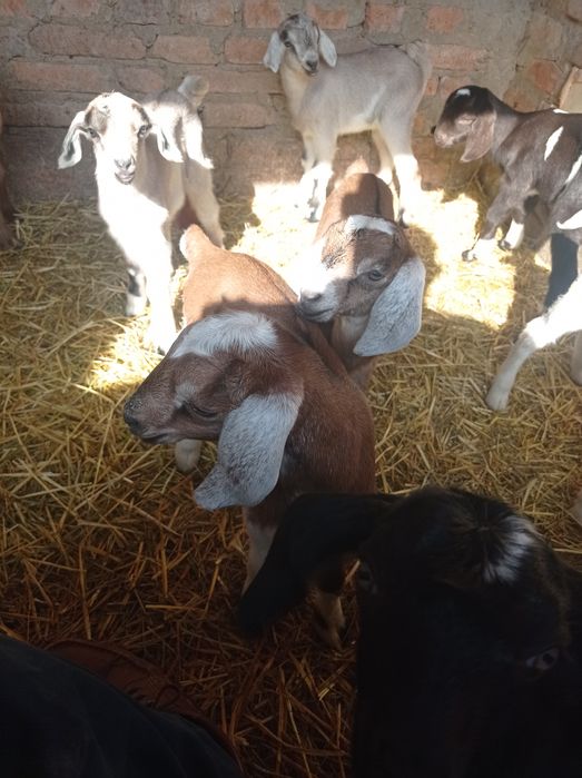 Продаються козенята