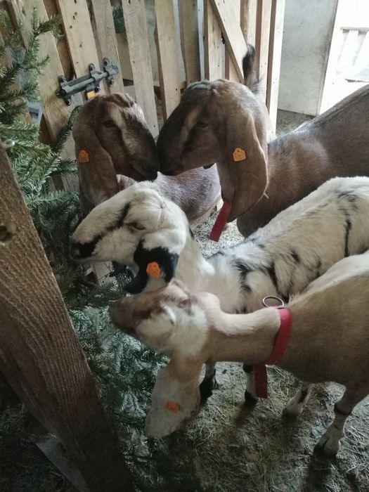Mleko kozie i sery podpuszczkowe