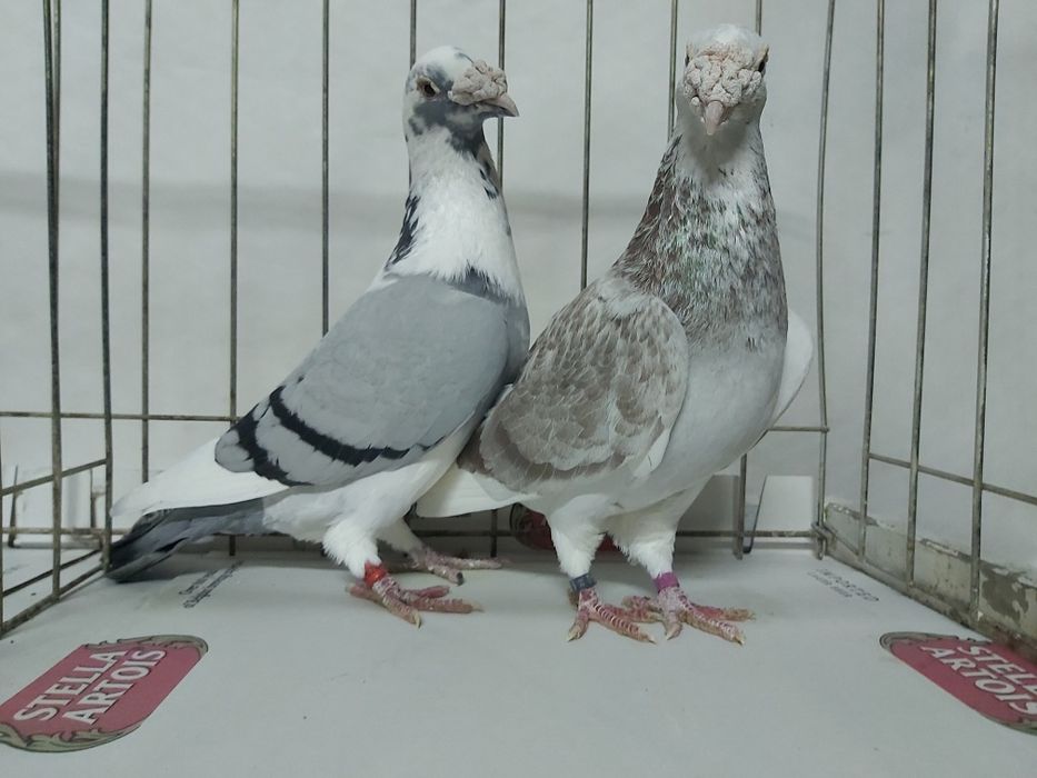 Gołębie Staropolskie