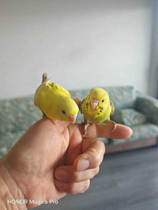 Periquito-australiano criado à mão