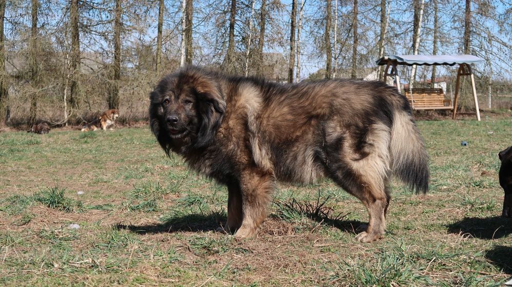 Pers - owczarek kraski do adopcji, oddam za darmo