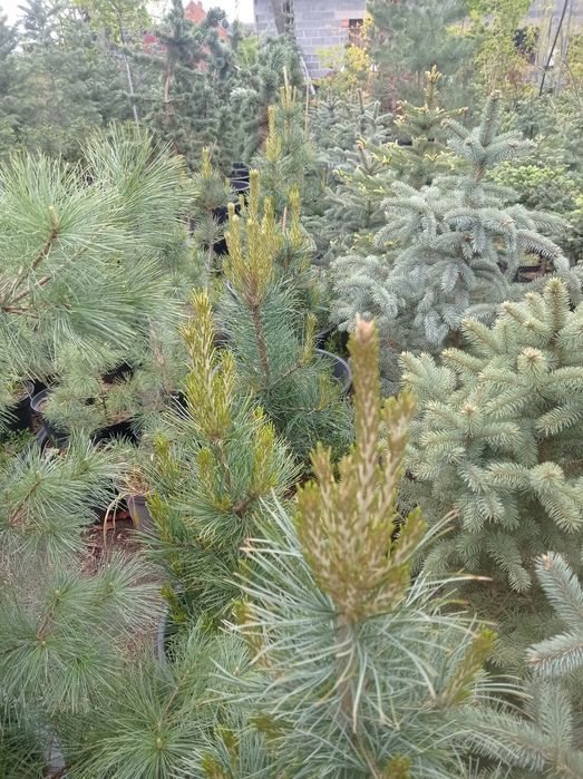 Drzewka ozdobne (iglaki) -świerki,sosny,modrzewie