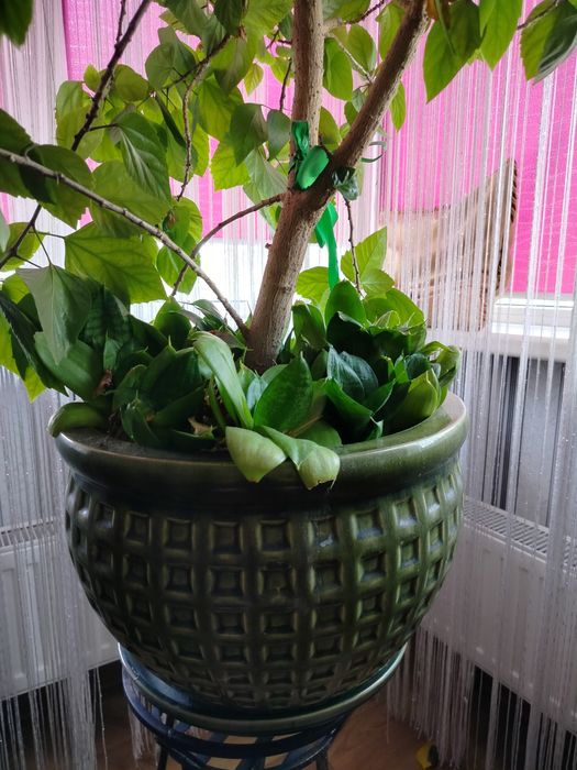 Гибіскус кімнатний.