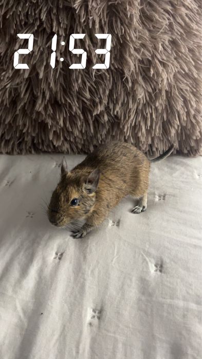 Oddam pilnie koszatnika !!