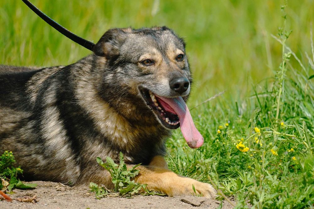 GUTEK - wesoły psiak szuka domu