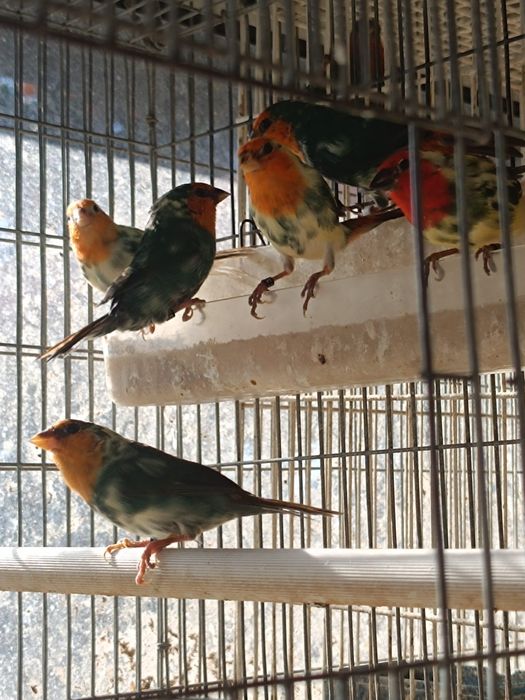 Goulds, e outros Exóticos