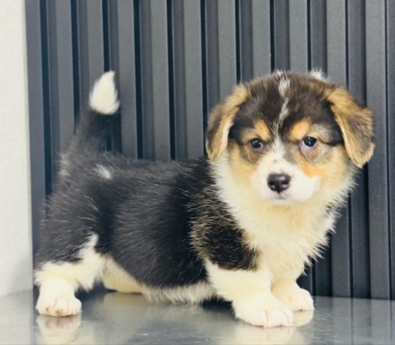 Чудові Коргі малята Одеса