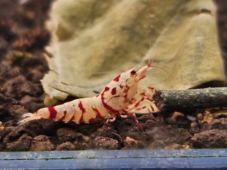 Krewetki Caridina Red Fancy Tiger