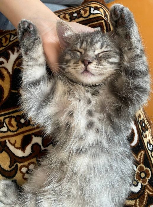 Котёнок девочка, от веслоухого папы.