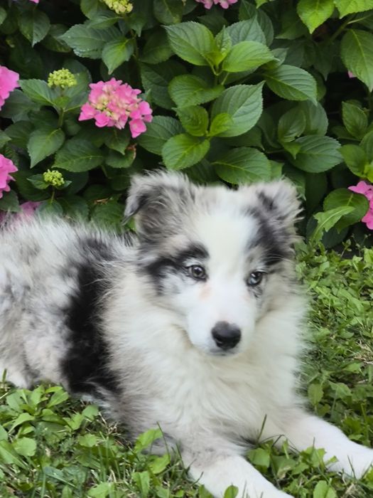 Border collie ZKWP FCI piesek