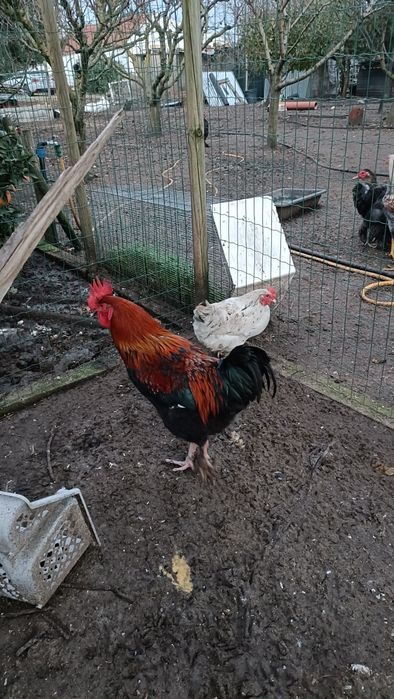 Casal de Galinhas Maran