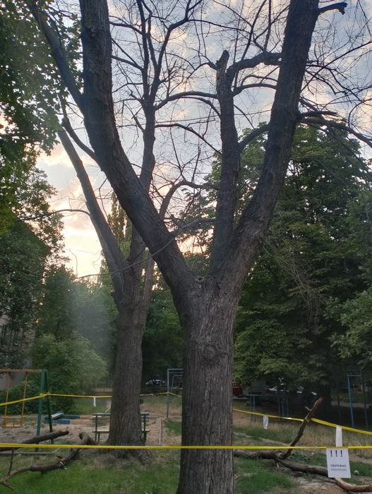 Дрова для отопления для мангала
