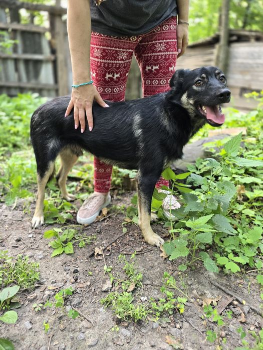 Песик в добрі ручки!