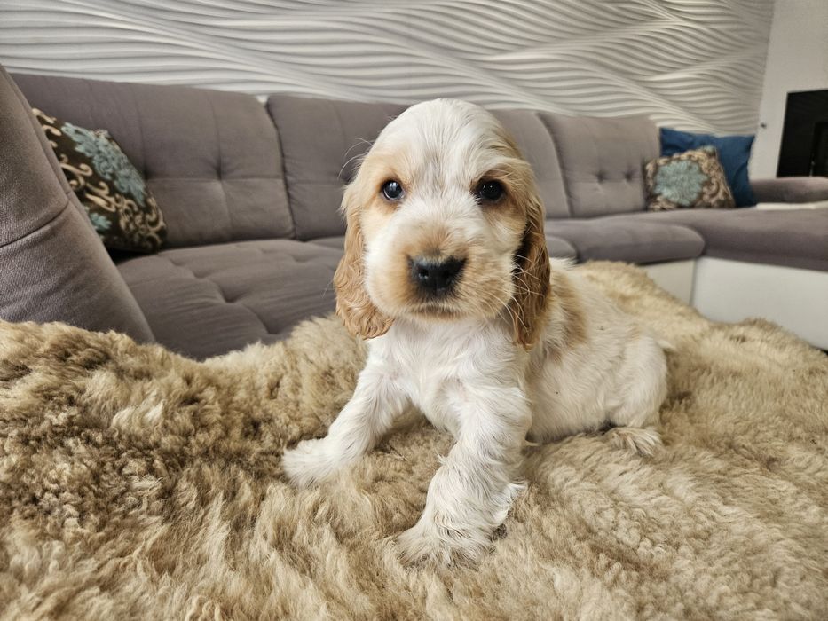 Piesek Cocker Spaniel Angielski