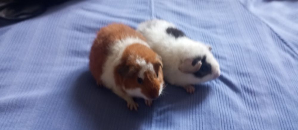 Морська свинка Тедді Каліфорнія дівчинка