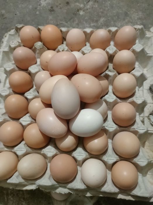 Продаю інкубаційне яйце мішаних порід курей