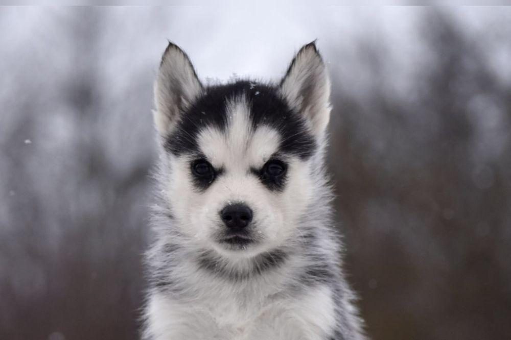 Найкраща дівчинка хаскі