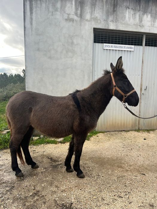 Macho, castrado oito anos