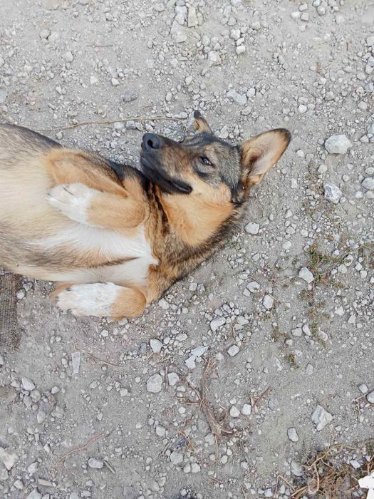 Отдам в хорошие руки собачку