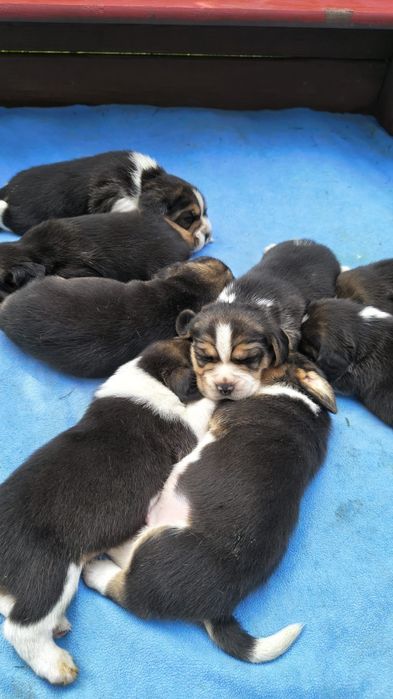 Beagle ZKwP (FCI)