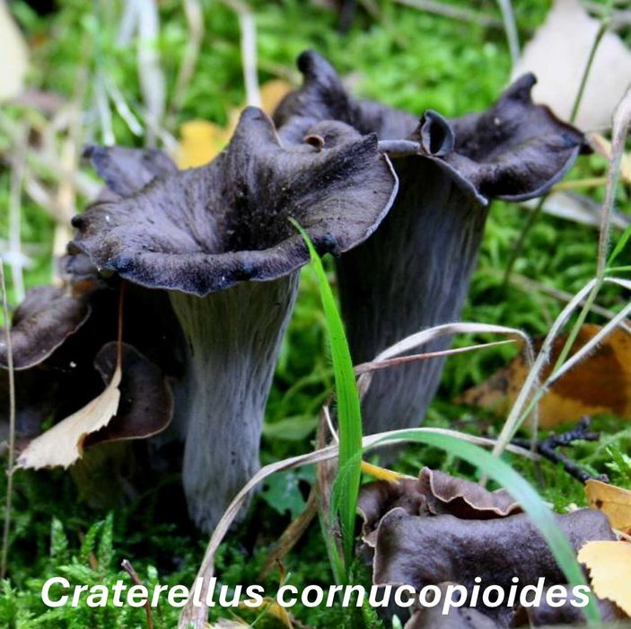 Cogumelos silvestres desidratados