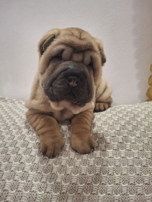 Шарпейчики антистресики