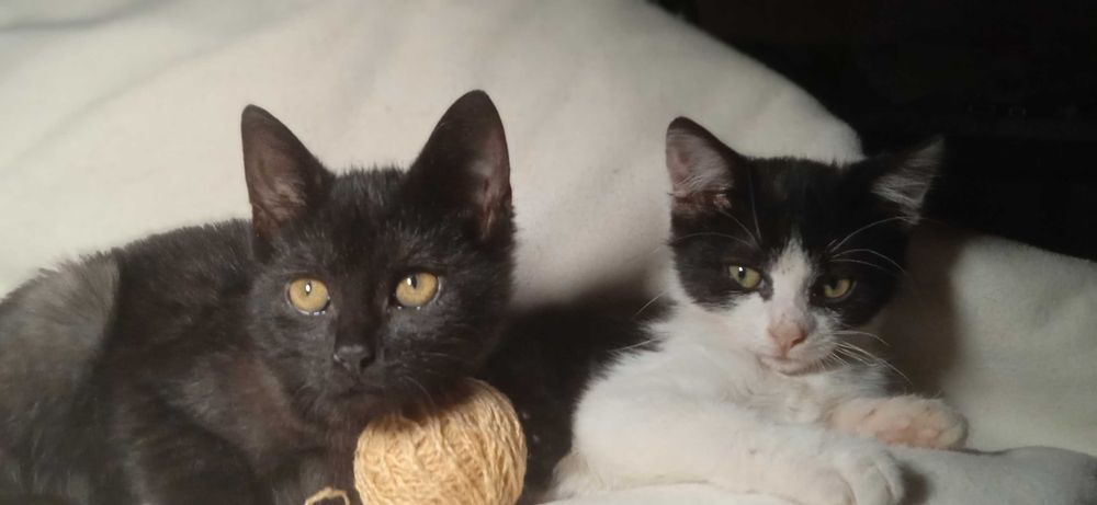 Віддам кошенят, отдам котят