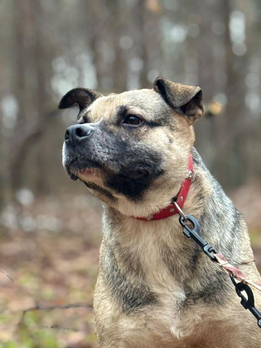 Kochana Czacza błaga o dom!