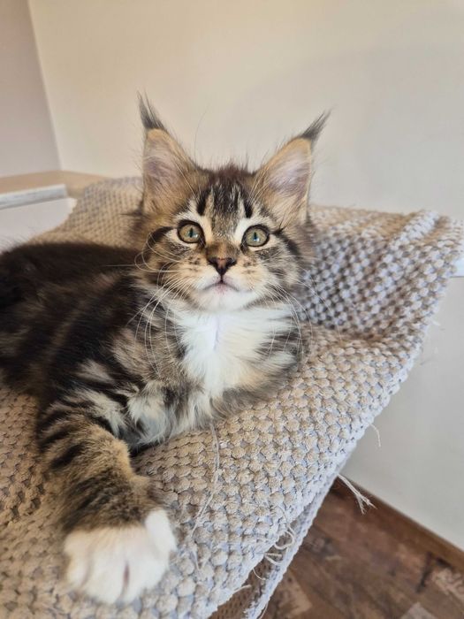 Sprzedam kotkę Maine Coon