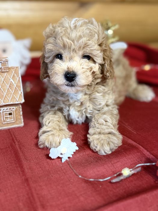 КЛасні .мальтіпу ;;той-пудельʼ ‼️