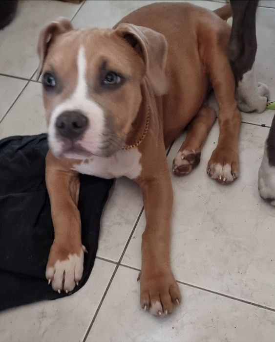 American Staffordshire Terrier