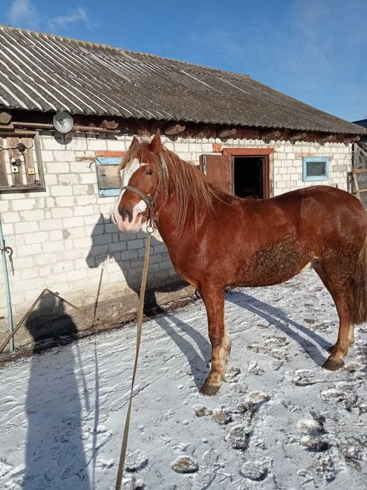 Продам коня 3 роки