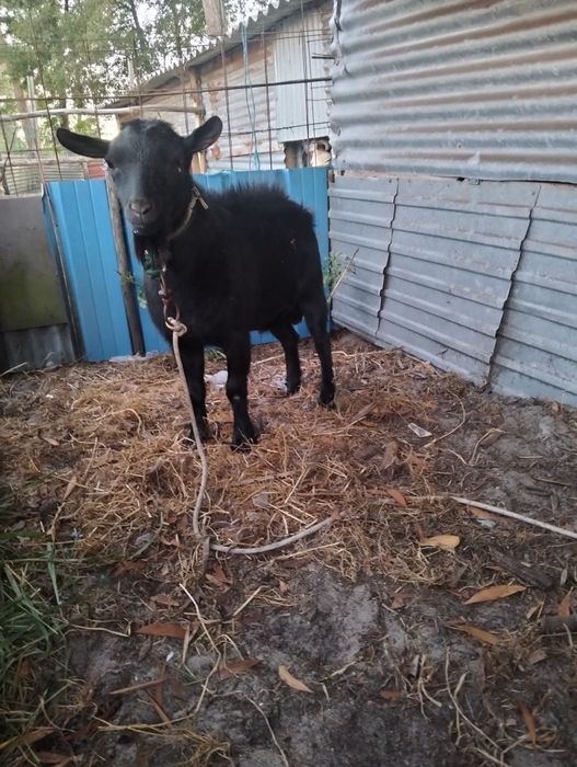 Vendo cabrito ou troco