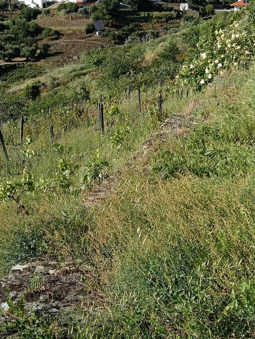 Moradia V3 - 3 Pisos - +3ha de terreno - Douro Vinhateiro