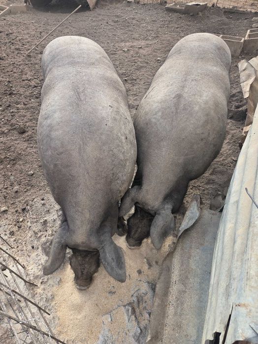 Porcos para venda