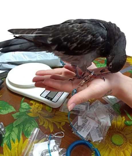 Аксессуары для пернатых любимцев