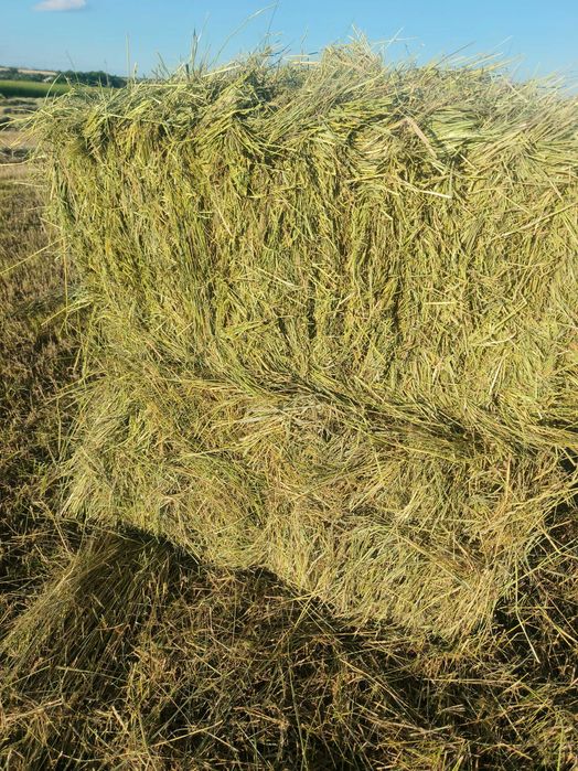 Продам луговое сено солому