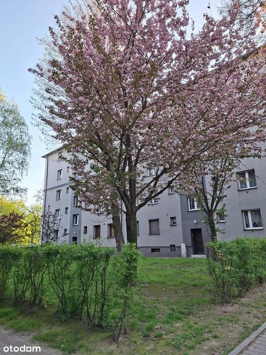 Po remoncie/2 pokoje/Czynsz 167 zł!/Śródmieście Bytomia