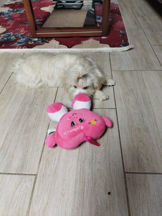 Piesek Elwis Hawańczyk. Gotowy do odbioru