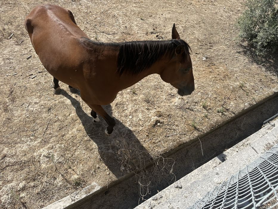 Égua cruzada com documento