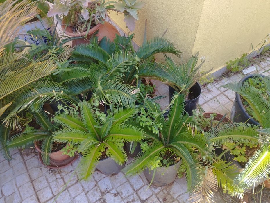 Palmeiras cica, excelente decoração.