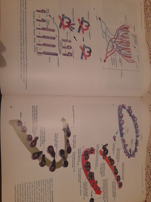 Livro Microbiology- Prescott Harley Klein